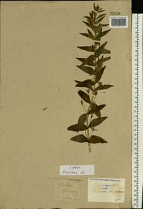 Gratiola officinalis L., Eastern Europe, Central region (E4) (Russia)