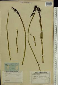 Equisetum fluviatile L., Eastern Europe, North-Western region (E2) (Russia)