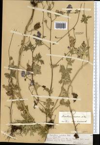 Aconitum nemorum Popov, Middle Asia, Northern & Central Tian Shan (M4) (Kazakhstan)