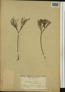 Psilotum nudum (L.) P. Beauv., Australia & Oceania (AUSTR) (Australia)