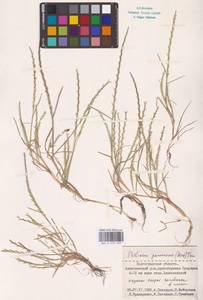 Pholiurus pannonicus (Host) Trin., Eastern Europe, Lower Volga region (E9) (Russia)