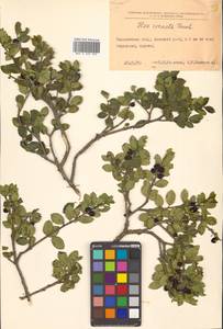 Ilex crenata Thunb., Siberia, Russian Far East (S6) (Russia)