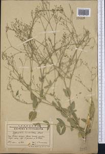 Gypsophila perfoliata L., Middle Asia, Western Tian Shan & Karatau (M3) (Kazakhstan)