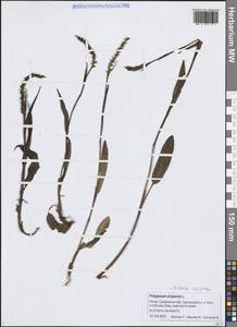 Bistorta vivipara (L.) Delarbre, Siberia, Russian Far East (S6) (Russia)