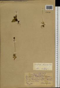 Micranthes foliolosa (R. Br.) Gornall, Siberia, Altai & Sayany Mountains (S2) (Russia)