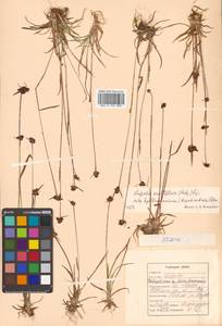 Luzula multiflora subsp. sibirica V. I. Krecz., Siberia, Russian Far East (S6) (Russia)