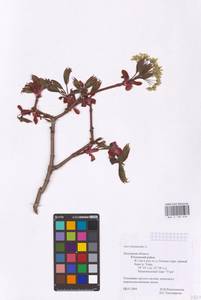 Acer platanoides L., Eastern Europe, Central region (E4) (Russia)