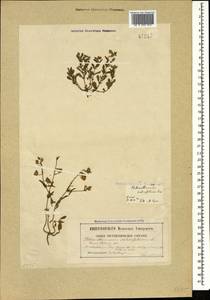 Helianthemum salicifolium (L.) Miller, Caucasus, Georgia (K4) (Georgia)