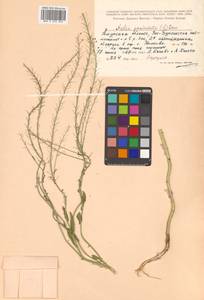 Neslia paniculata (L.) Desv., Siberia, Russian Far East (S6) (Russia)