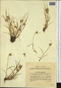 Carex bohemica Schreb., Western Europe (EUR) (Slovakia)