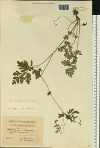 Chaerophyllum temulum L., Eastern Europe, South Ukrainian region (E12) (Ukraine)