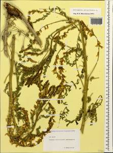 Astragalus galegiformis L., Caucasus, North Ossetia, Ingushetia & Chechnya (K1c) (Russia)