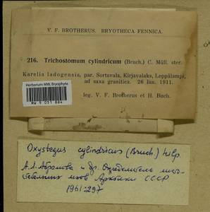 Chionoloma tenuirostre (Hook. & Taylor) M. Alonso, M.J. Cano & J.A. Jiménez, Bryophytes, Bryophytes - Karelia, Leningrad & Murmansk Oblasts (B4) (Russia)