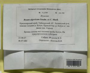 Ptychostomum compactum Hornsch., Bryophytes, Bryophytes - Krasnoyarsk Krai, Tyva & Khakassia (B17) (Russia)