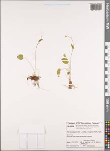 Parnassia palustris var. tenuis Wahlenb., Siberia, Central Siberia (S3) (Russia)
