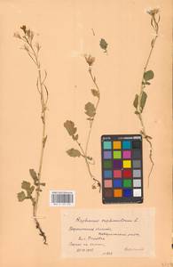 Raphanus raphanistrum L., Eastern Europe, Central forest-and-steppe region (E6) (Russia)