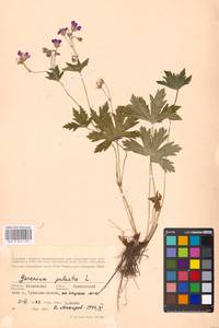 Geranium palustre L., Eastern Europe, Moscow region (E4a) (Russia)