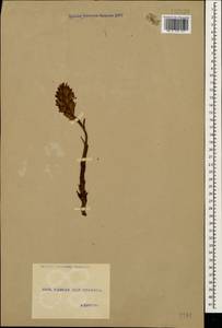 Orobanche, Caucasus, Georgia (K4) (Georgia)