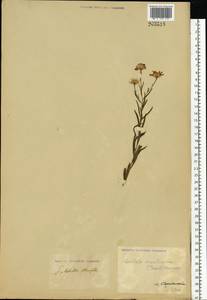 Galatella angustissima (Tausch) Novopokr., Eastern Europe, Lower Volga region (E9) (Russia)