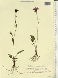 Centaurea ×livonica Weinm., Eastern Europe, North-Western region (E2) (Russia)