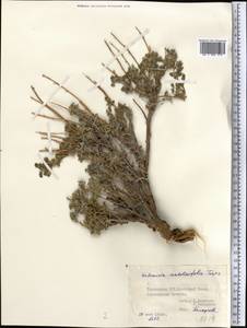 Artemisia stechmanniana Besser, Middle Asia, Pamir & Pamiro-Alai (M2) (Tajikistan)