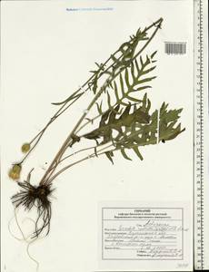 Klasea radiata subsp. radiata, Eastern Europe, Central forest-and-steppe region (E6) (Russia)