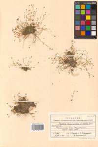 Sagina saginoides (L.) Karst., Siberia, Chukotka & Kamchatka (S7) (Russia)