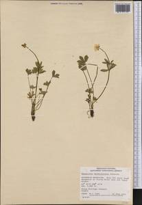 Ranunculus eschscholtzii Schltdl., America (AMER) (Canada)