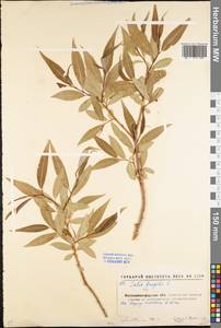 Salix fragilis L., Eastern Europe, North Ukrainian region (E11) (Ukraine)