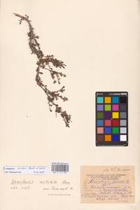 Atraphaxis replicata Lam., Eastern Europe, Lower Volga region (E9) (Russia)