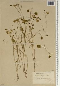 Bupleurum aleppicum Boiss., South Asia, South Asia (Asia outside ex-Soviet states and Mongolia) (ASIA) (Turkey)