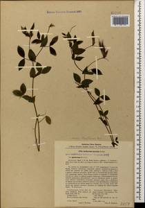 Lathyrus laxiflorus (Desf.)Kuntze, Caucasus, Abkhazia (K4a) (Abkhazia)