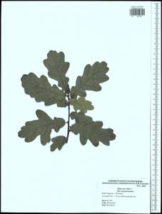 Quercus robur L., Eastern Europe, Central region (E4) (Russia)