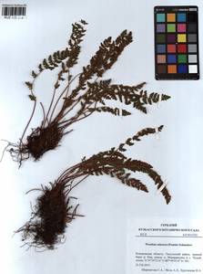 Woodsia calcarea (Fomin) Shmakov, Siberia, Altai & Sayany Mountains (S2) (Russia)