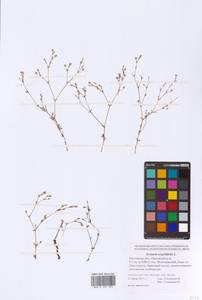 Arenaria serpyllifolia L., Eastern Europe, Rostov Oblast (E12a) (Russia)