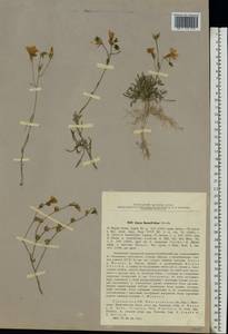 Linum tauricum subsp. linearifolium (Lindem.) A. Petrova, Eastern Europe, South Ukrainian region (E12) (Ukraine)