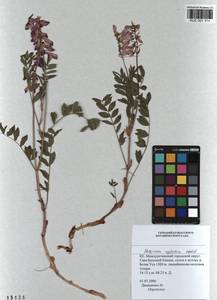 KUZ 001 314, Hedysarum neglectum Ledeb., Siberia, Altai & Sayany Mountains (S2) (Russia)