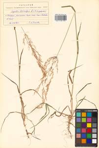 Agrostis stolonifera L., Siberia, Russian Far East (S6) (Russia)