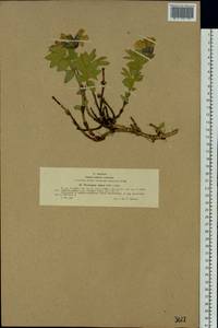 Thermopsis alpina (Pall.)Ledeb., Siberia, Western (Kazakhstan) Altai Mountains (S2a) (Kazakhstan)