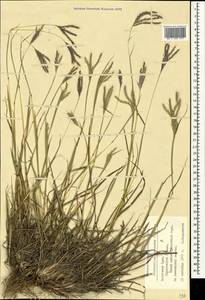 Bothriochloa ischaemum (L.) Keng, Crimea (KRYM) (Russia)