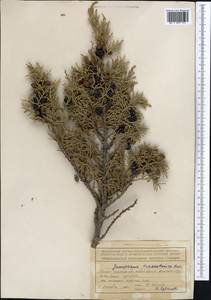 Juniperus pseudosabina Fisch. & C.A.Mey., Middle Asia, Northern & Central Tian Shan (M4) (Kyrgyzstan)