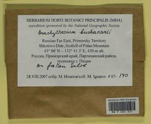 Brachythecium buchananii (Hook.) A. Jaeger, Bryophytes, Bryophytes - Russian Far East (excl. Chukotka & Kamchatka) (B20) (Russia)