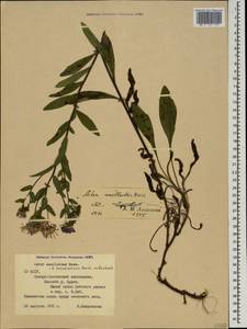 Aster amellus subsp. bessarabicus (Bernh. ex Rchb.) Soó, Caucasus, North Ossetia, Ingushetia & Chechnya (K1c) (Russia)