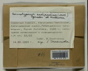 Sciuro -hypnum oedipodium (Mitt.) Ignatov & Huttunen, Bryophytes, Bryophytes - North Caucasus & Ciscaucasia (B12) (Russia)