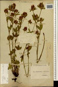 Trifolium ochroleucon subsp. ochroleucon, Caucasus, Stavropol Krai, Karachay-Cherkessia & Kabardino-Balkaria (K1b) (Russia)