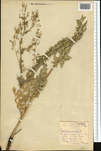 Thalictrum simplex L., Middle Asia, Northern & Central Kazakhstan (M10) (Kazakhstan)