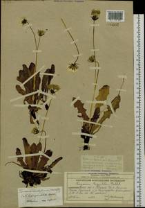 Taraxacum trigonolobum Dahlst., Siberia, Chukotka & Kamchatka (S7) (Russia)