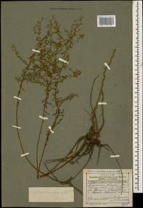 Artemisia daghestanica Krasch. & Poretzky, Caucasus, Dagestan (K2) (Russia)