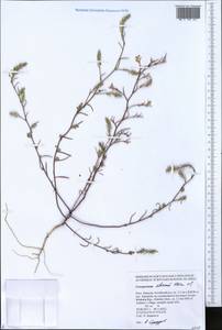 Corispermum sibiricum Iljin, Siberia, Altai & Sayany Mountains (S2) (Russia)