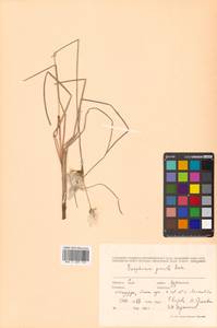 Eriophorum gracile W.D.J.Koch, Siberia, Russian Far East (S6) (Russia)